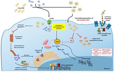 Recent Advances in Repurposing Disulfiram and Disulfiram Derivatives as Copper-Dependent Anticancer Agents